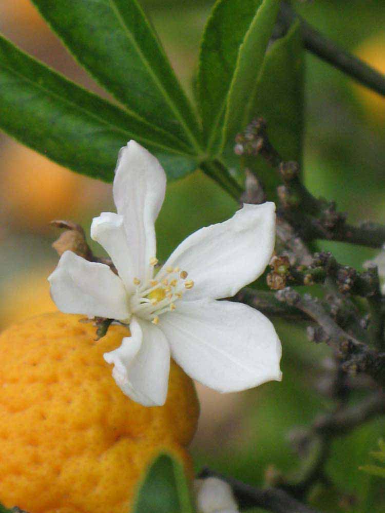              Flower (Riverside, CA)       